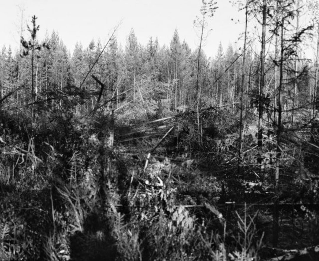 Träd kan falla snabbt och tyst